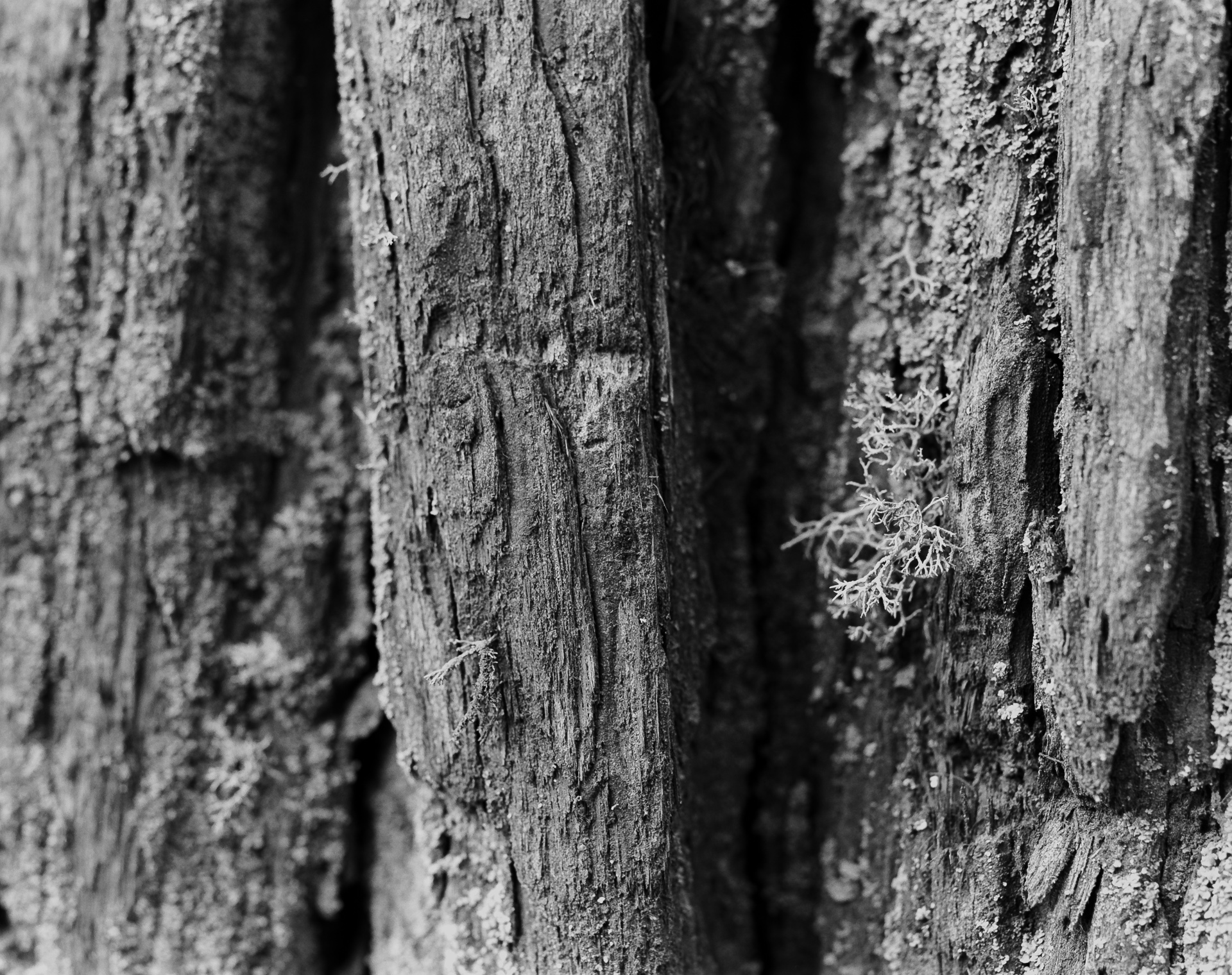 Redwood and Moss