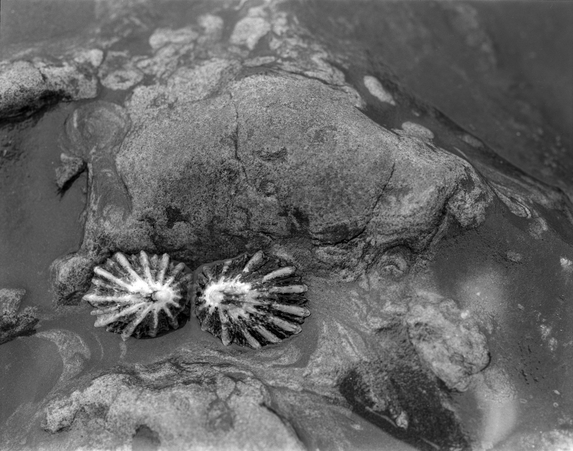 Weston Beach – Carmel, CA