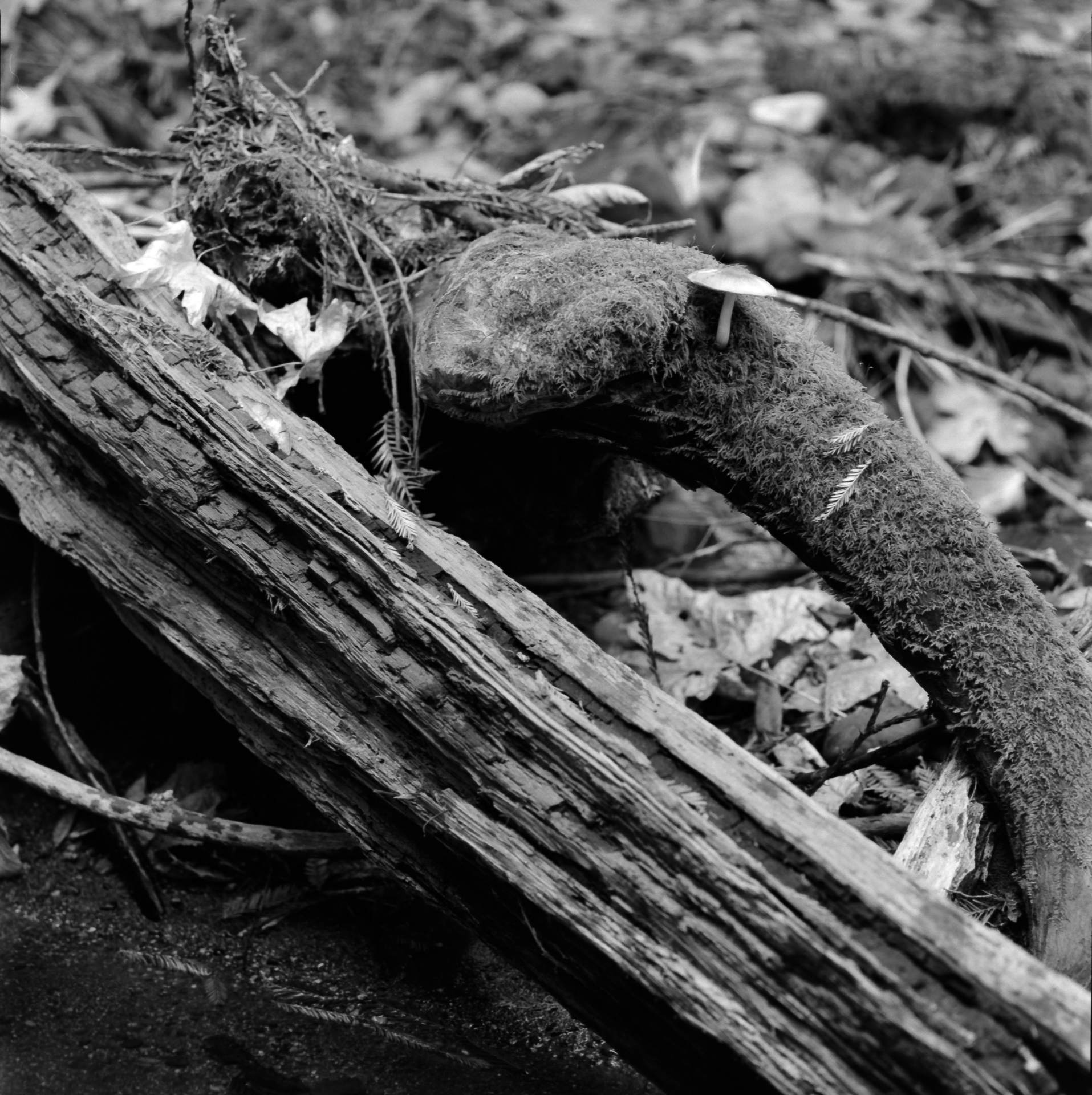 Outside of Pescadero, CA