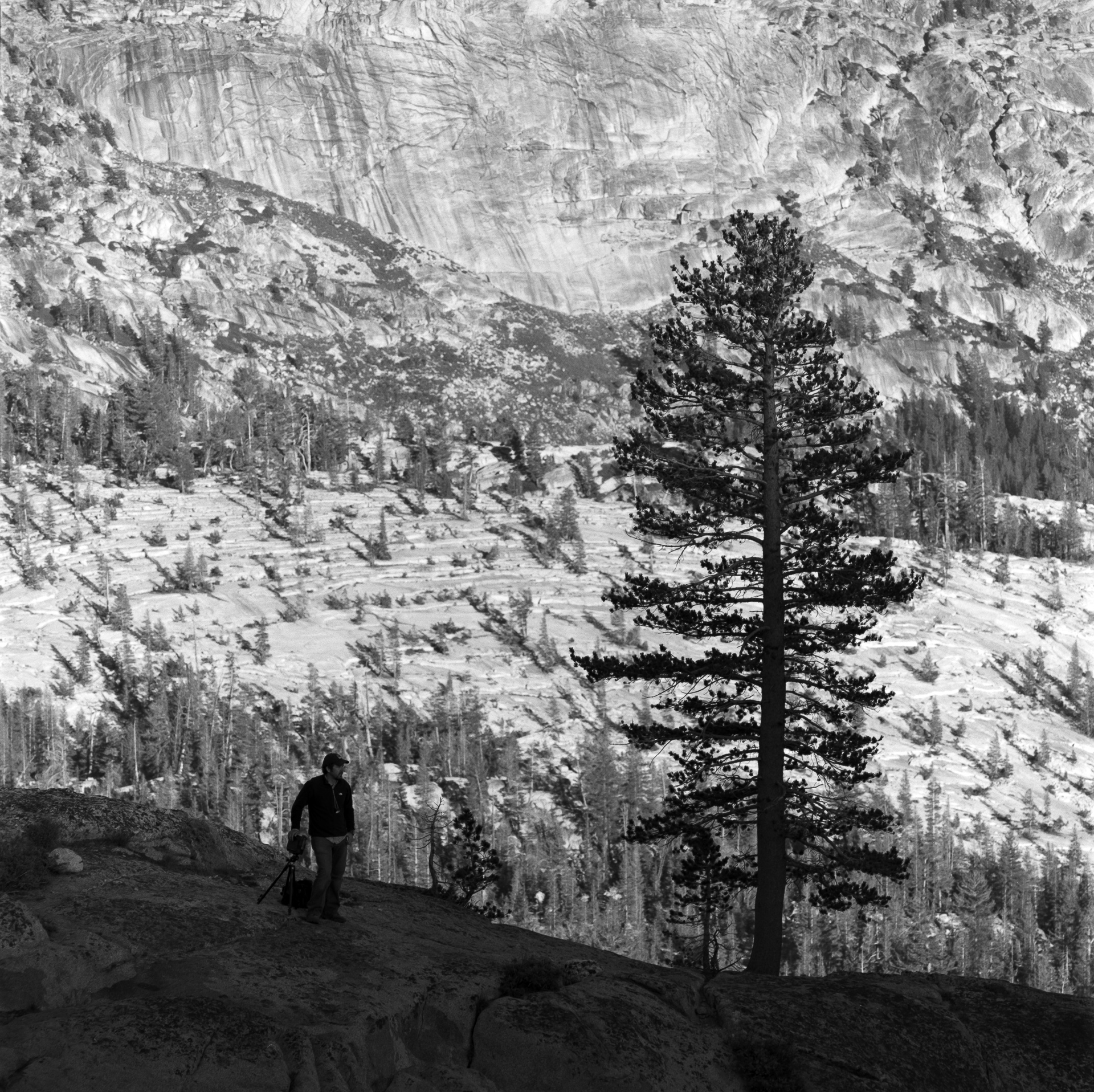 Jason and the Tree