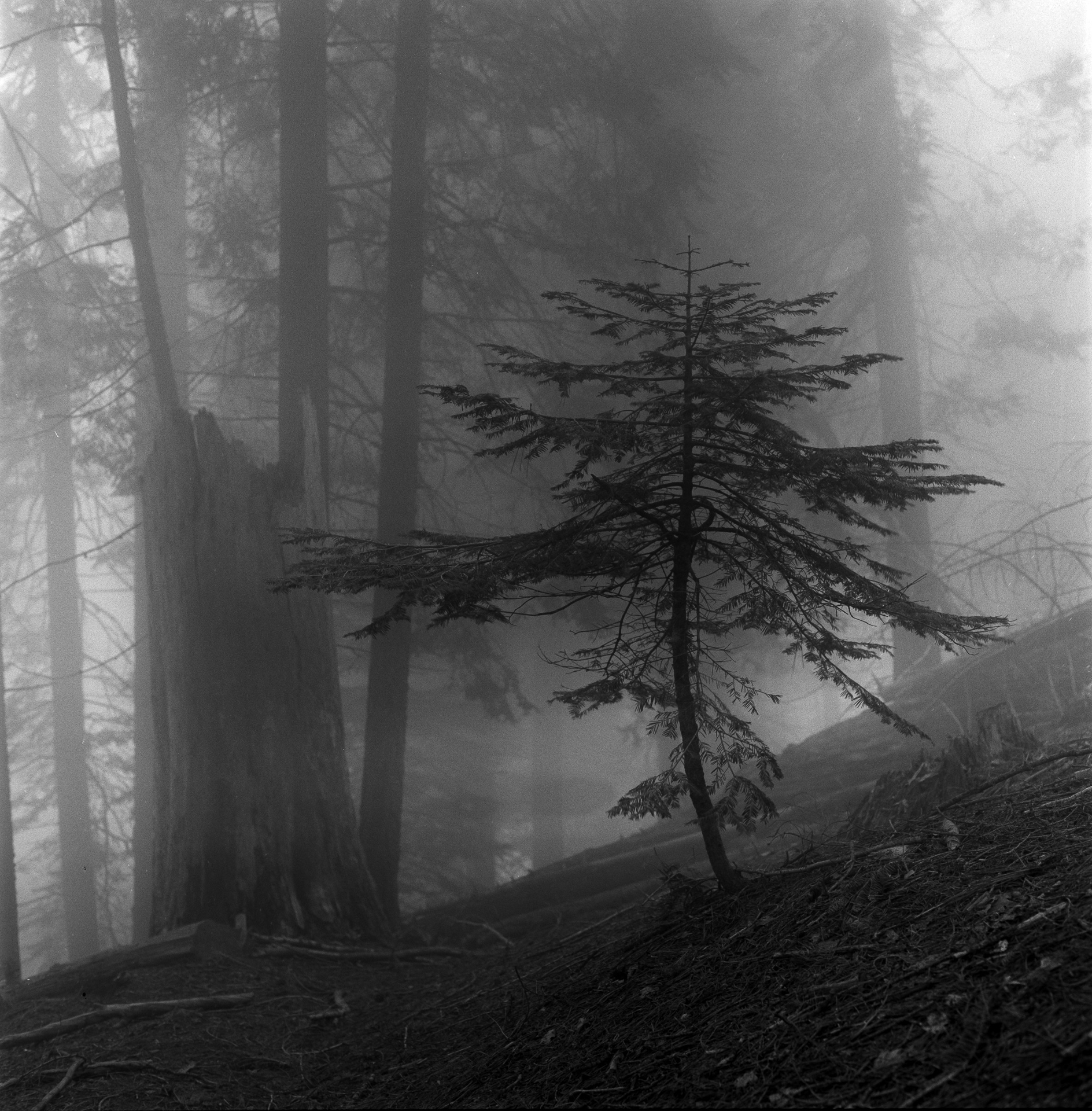 Kings Canyon – El ~7200 feet