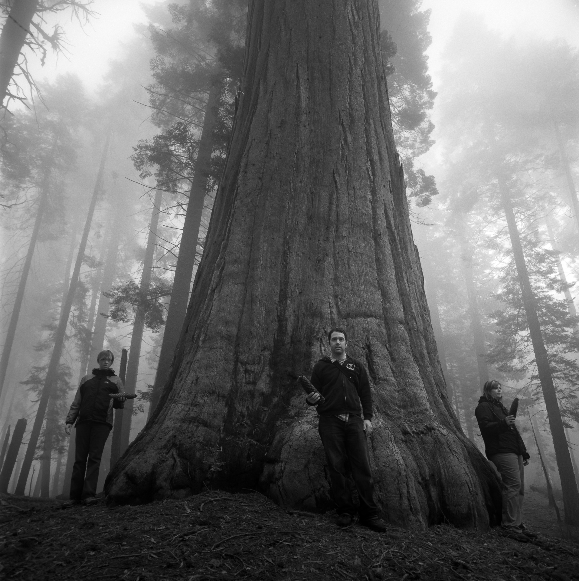 Big Trees = Big Pinecones