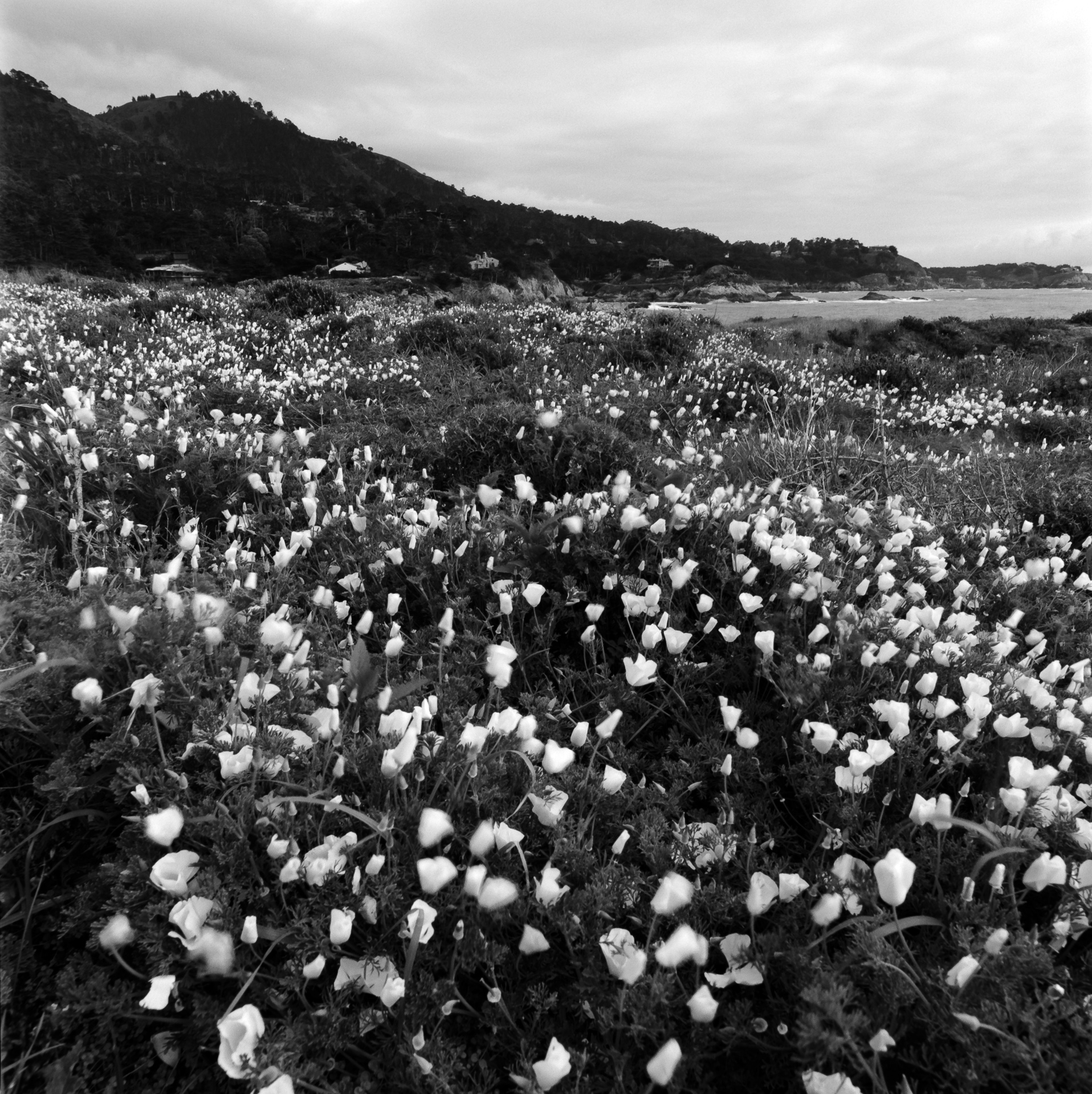 The California State Flower at Point Lobos, CA