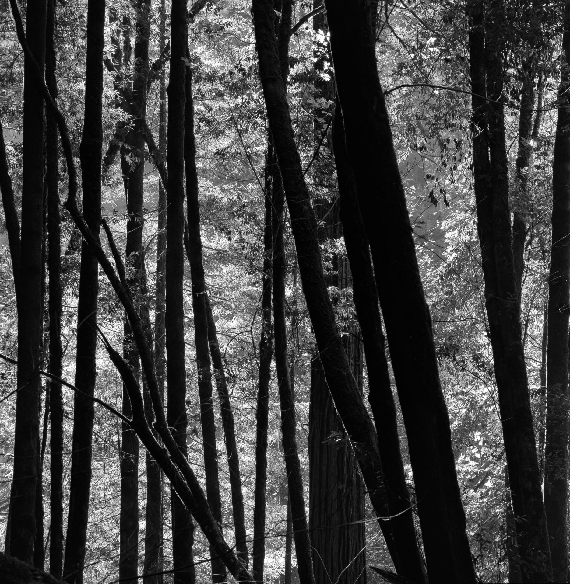Humboldt Redwoods State Park