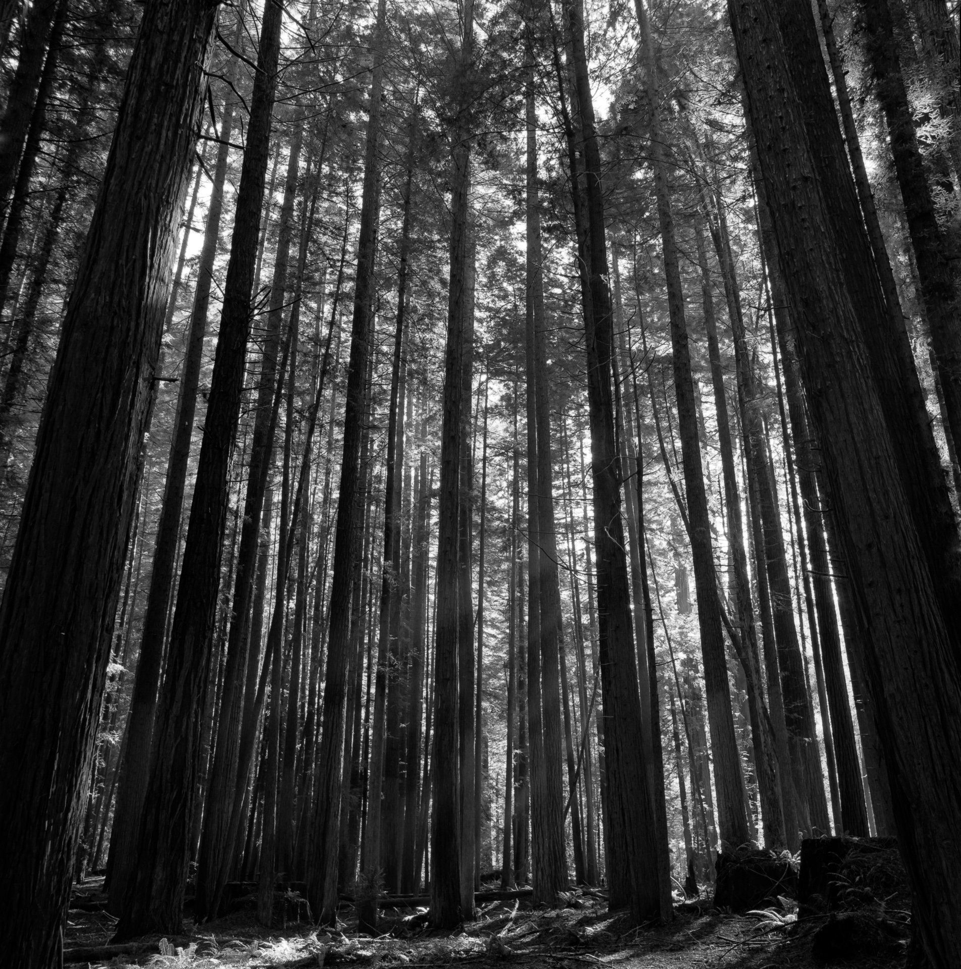 Humboldt Redwood State Park