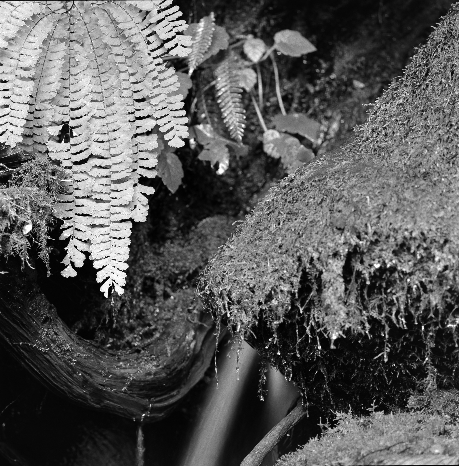 Mountain Spring II – Trinidad CA