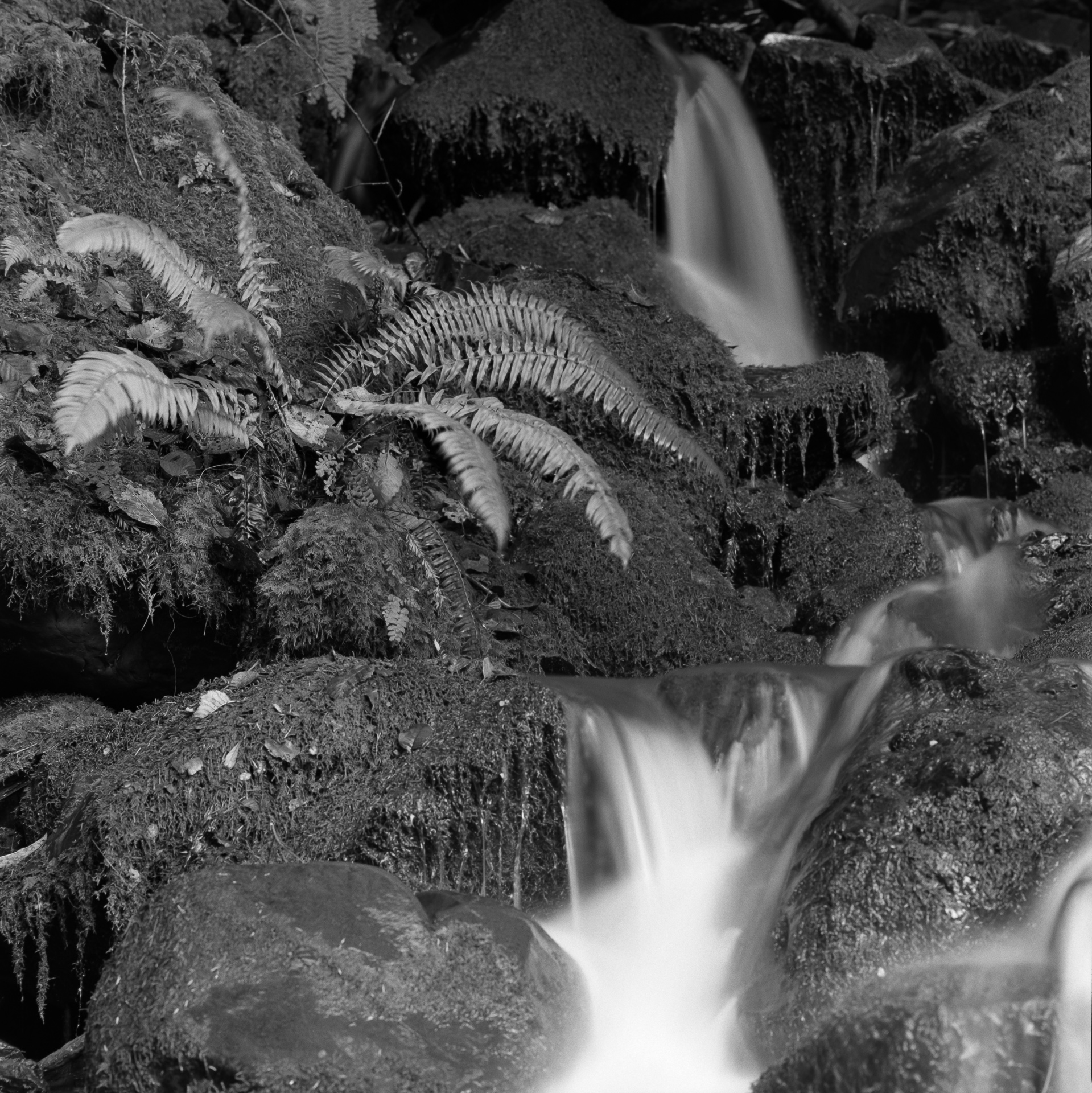 Mountain Spring – North of Trinidad CA