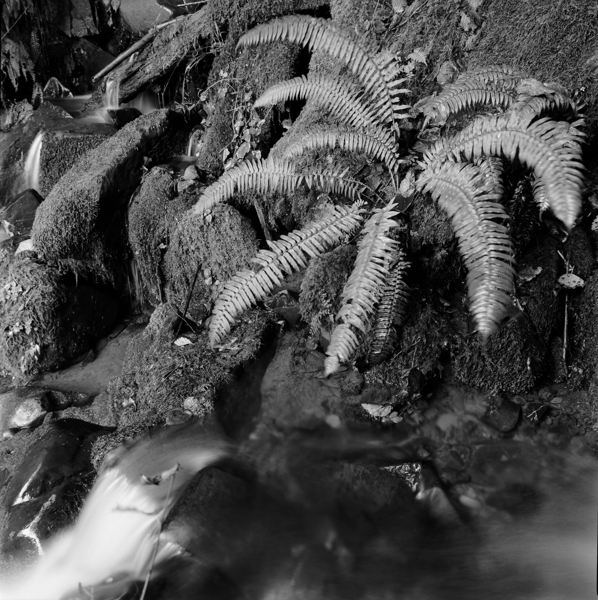 Mountain Sping IV – Trinidad CA