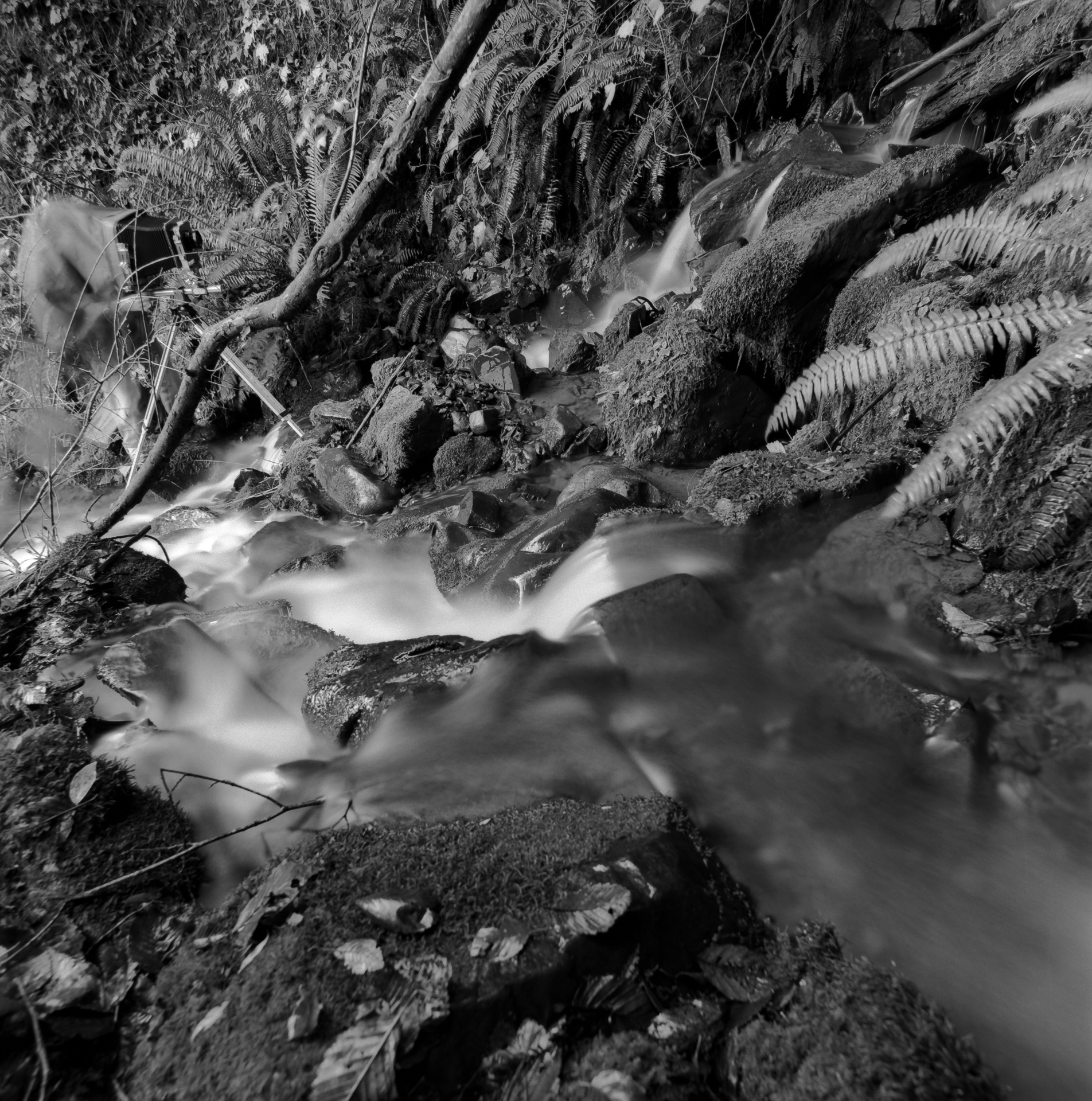Mountain Spring IX