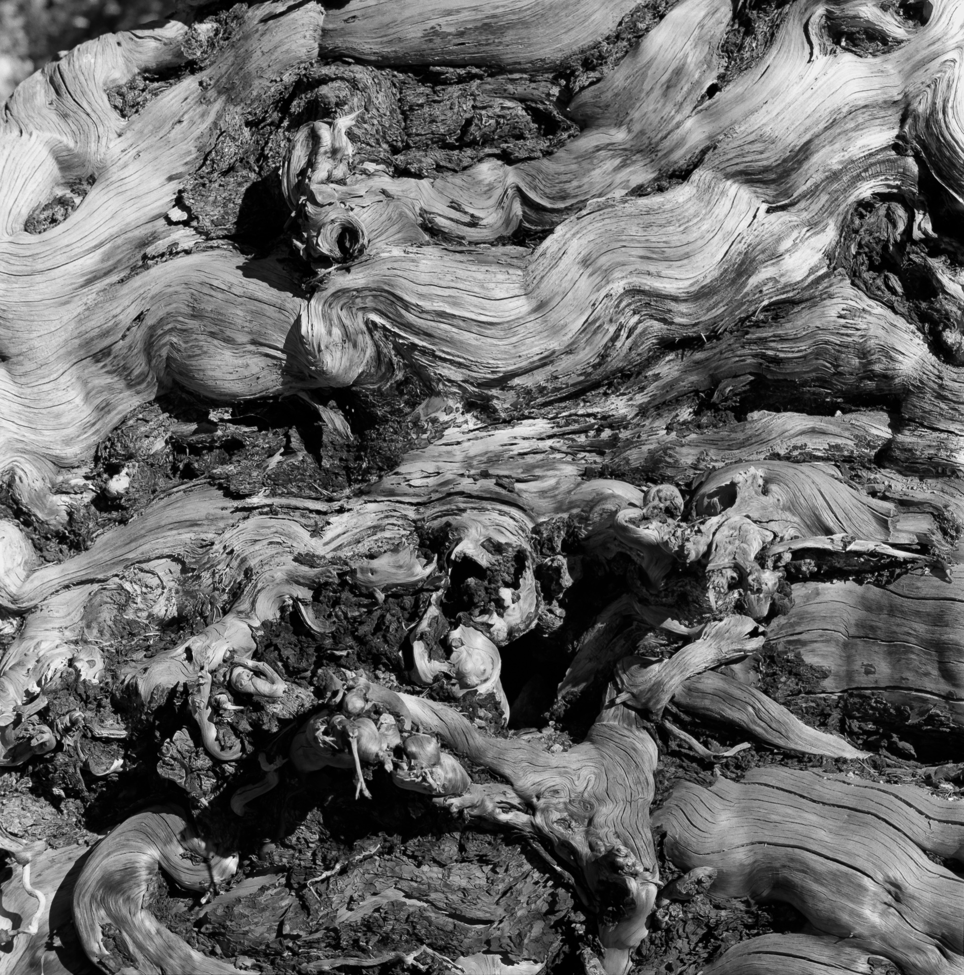 Fallen Tree Stump near May Lake – YNP