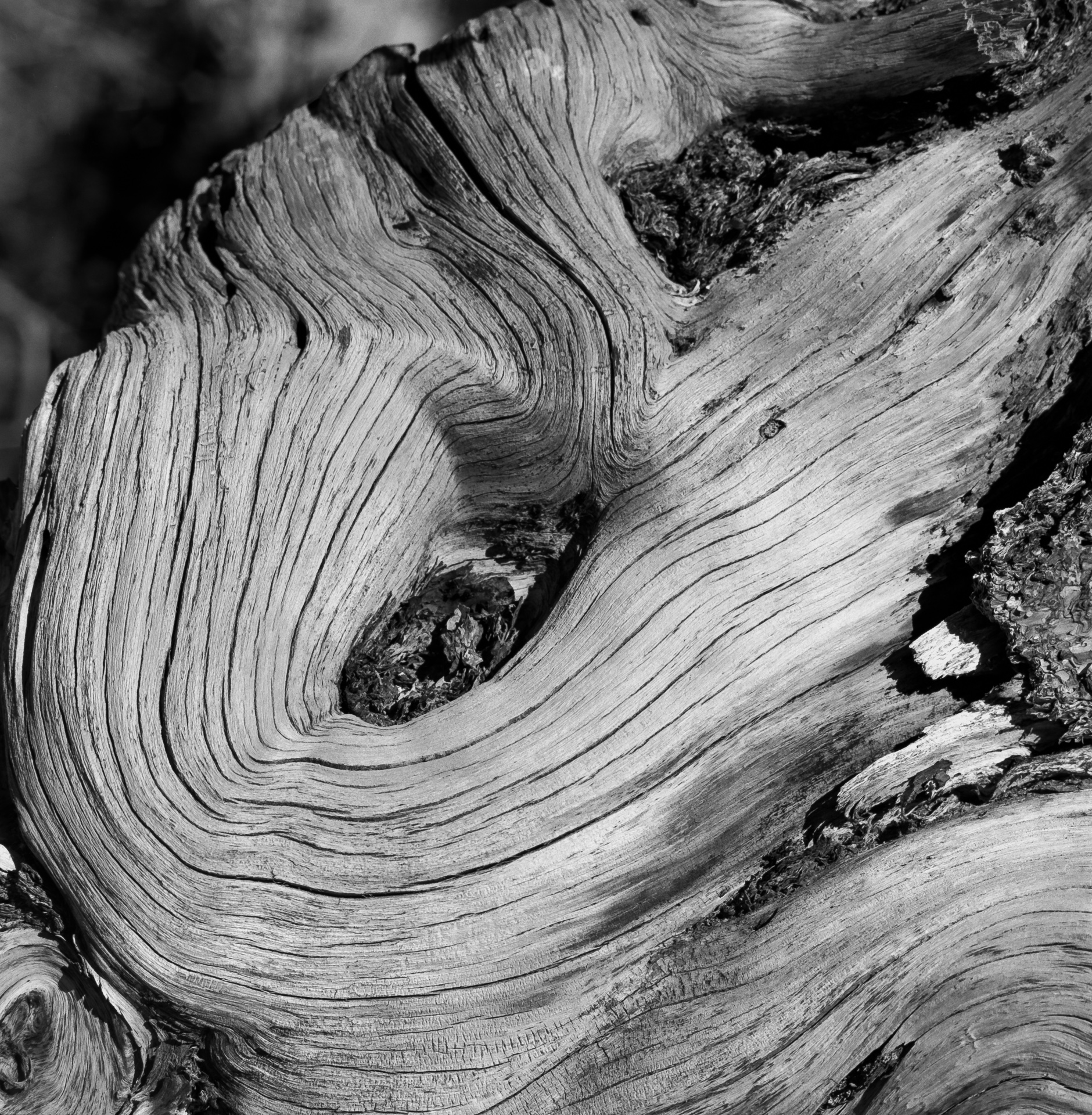 Fallen Tree, Make Lake – Burl Detail