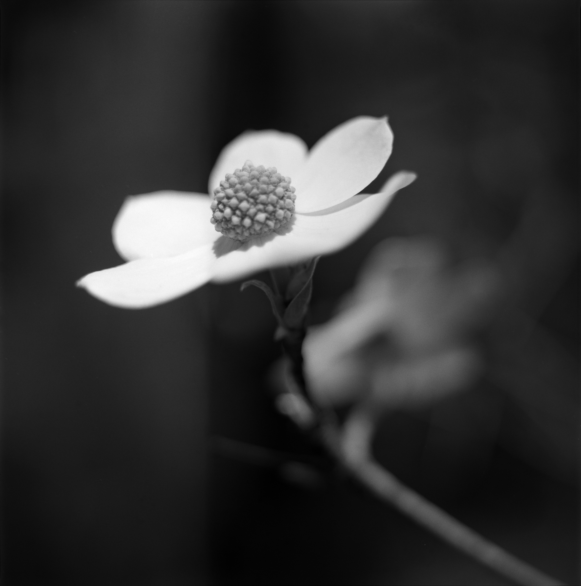 Dogwood Blossom – Yosemite Valley