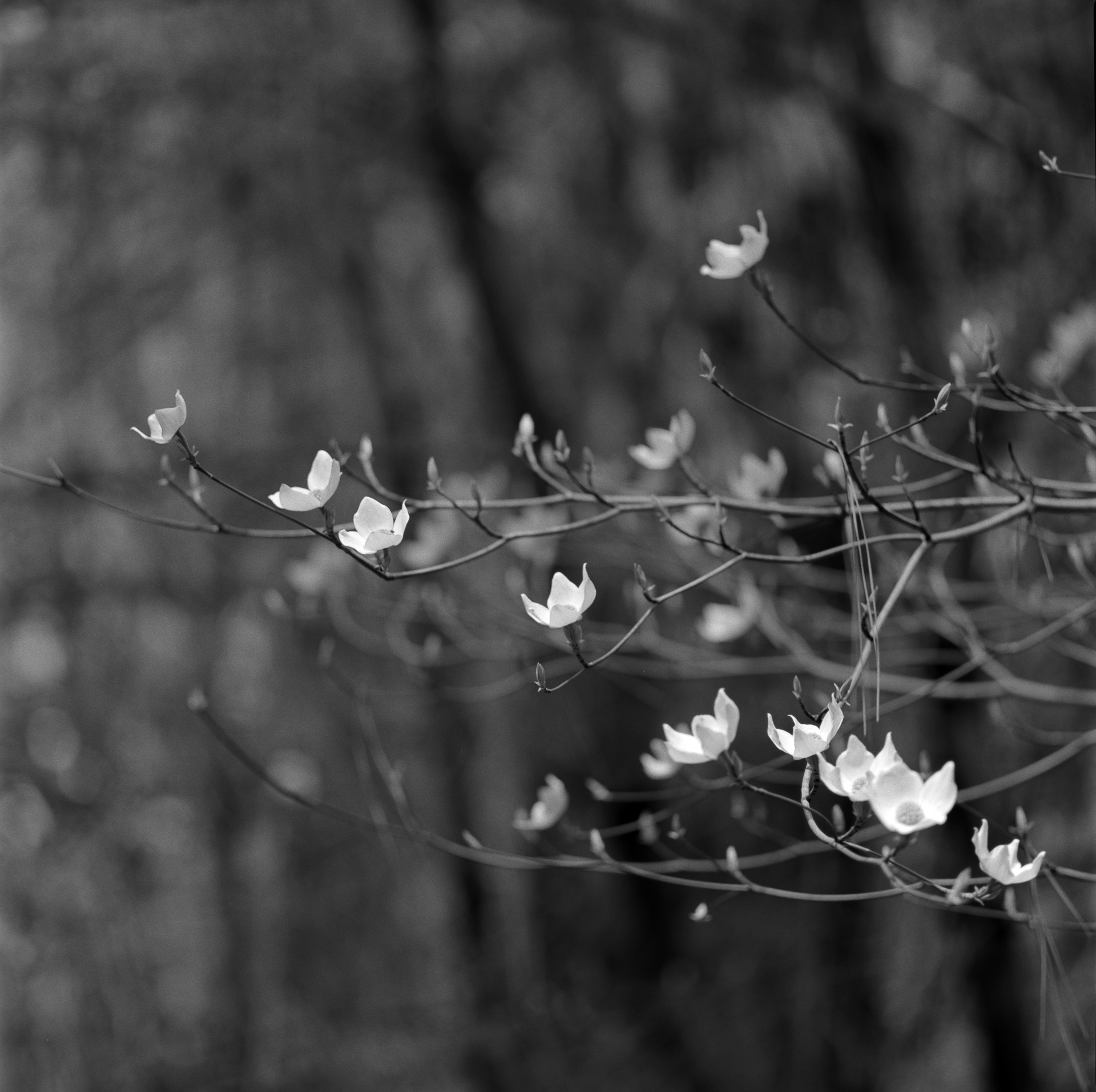 Dogwood Blossoms  in Yosemite Valley