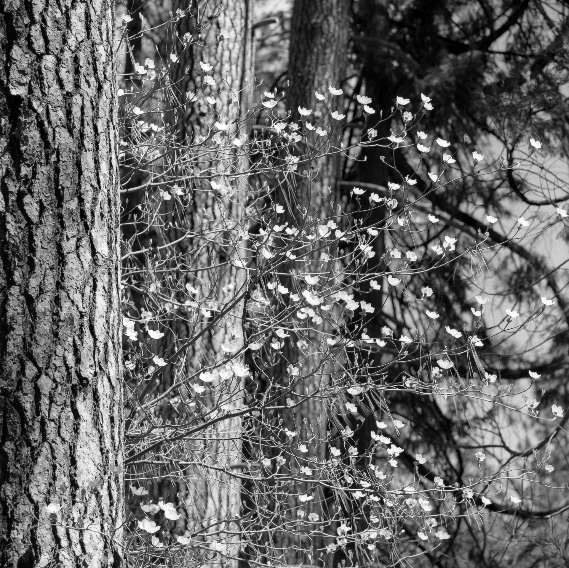 Dogwood Blossoms – Yosemite Valley
