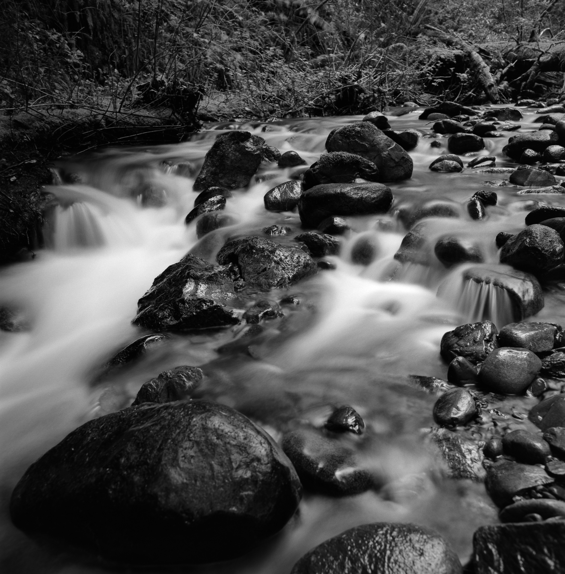 Stream – Redwood National Forest