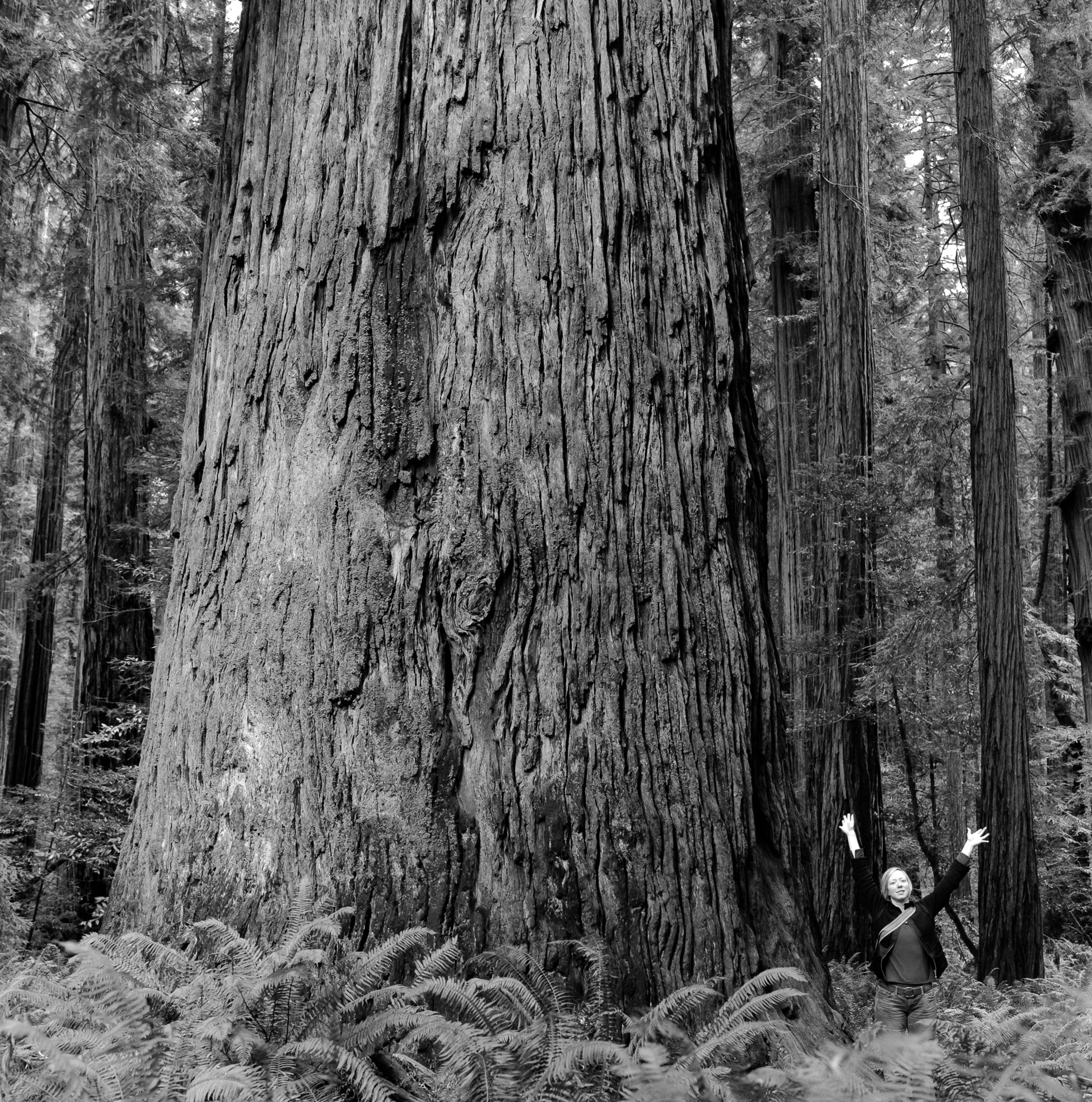 Leanne next to one of the Redwoods