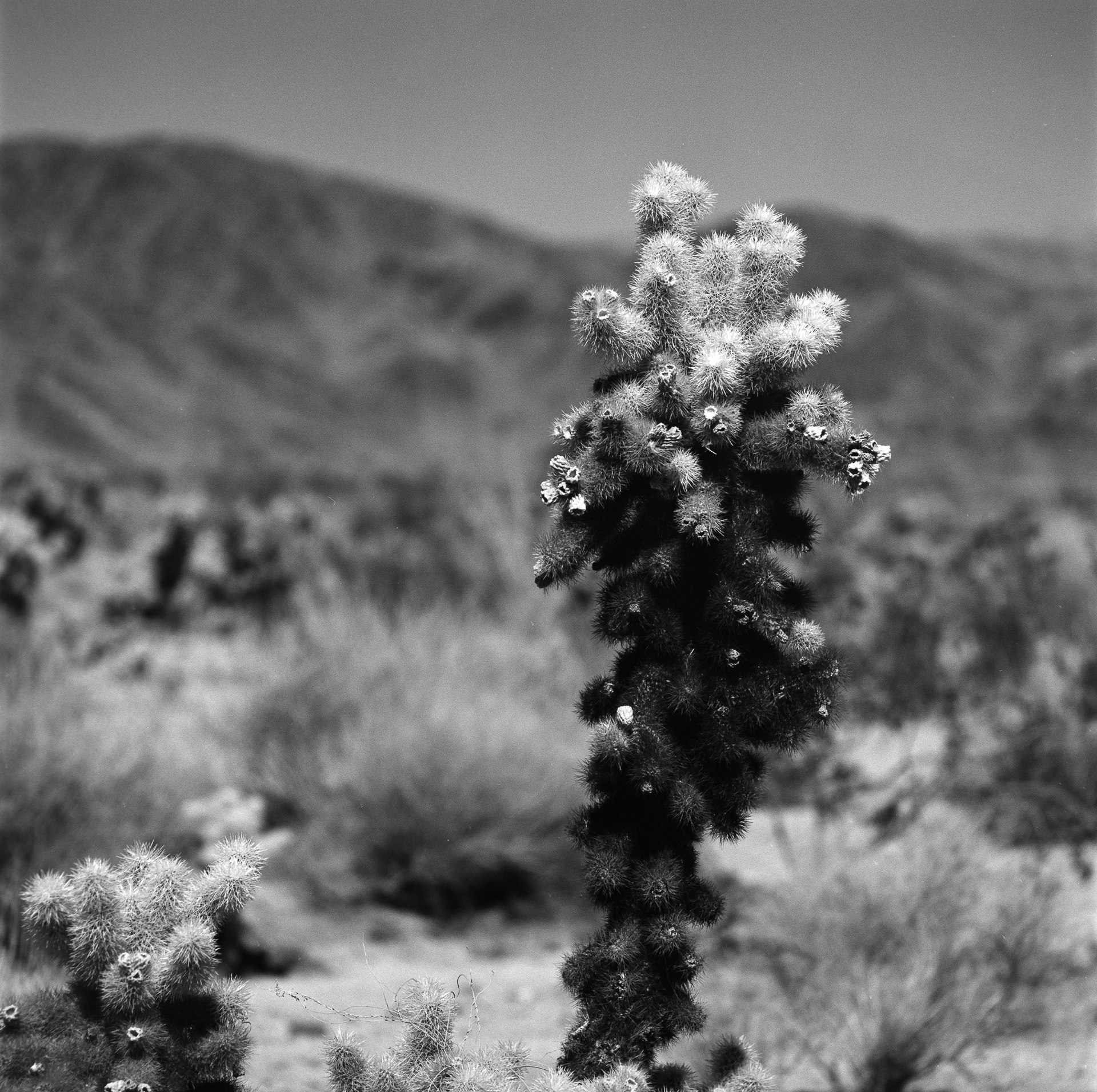 Joshua Tree Cactus