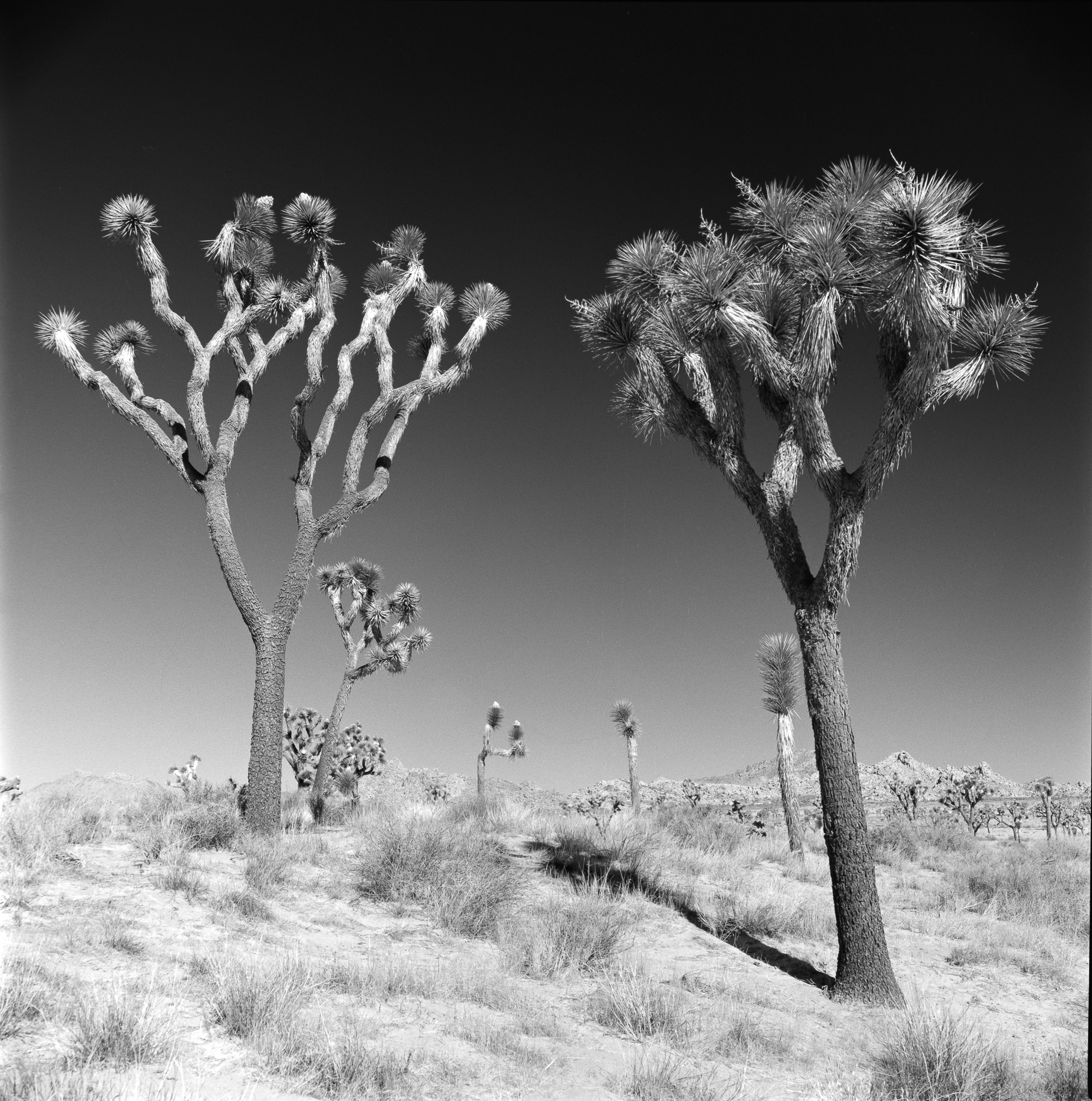 Joshua Tree