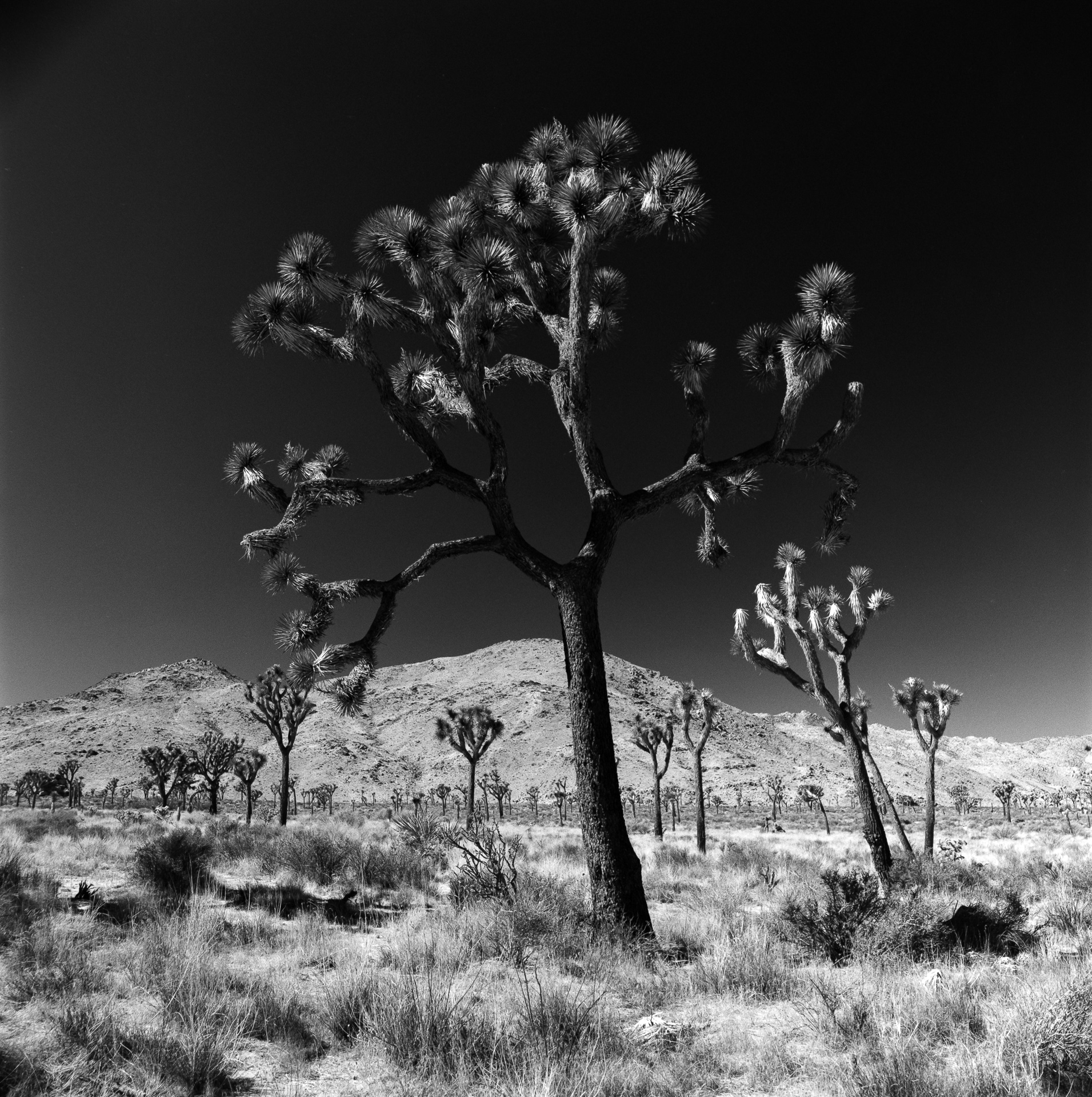 Joshua Tree National Park