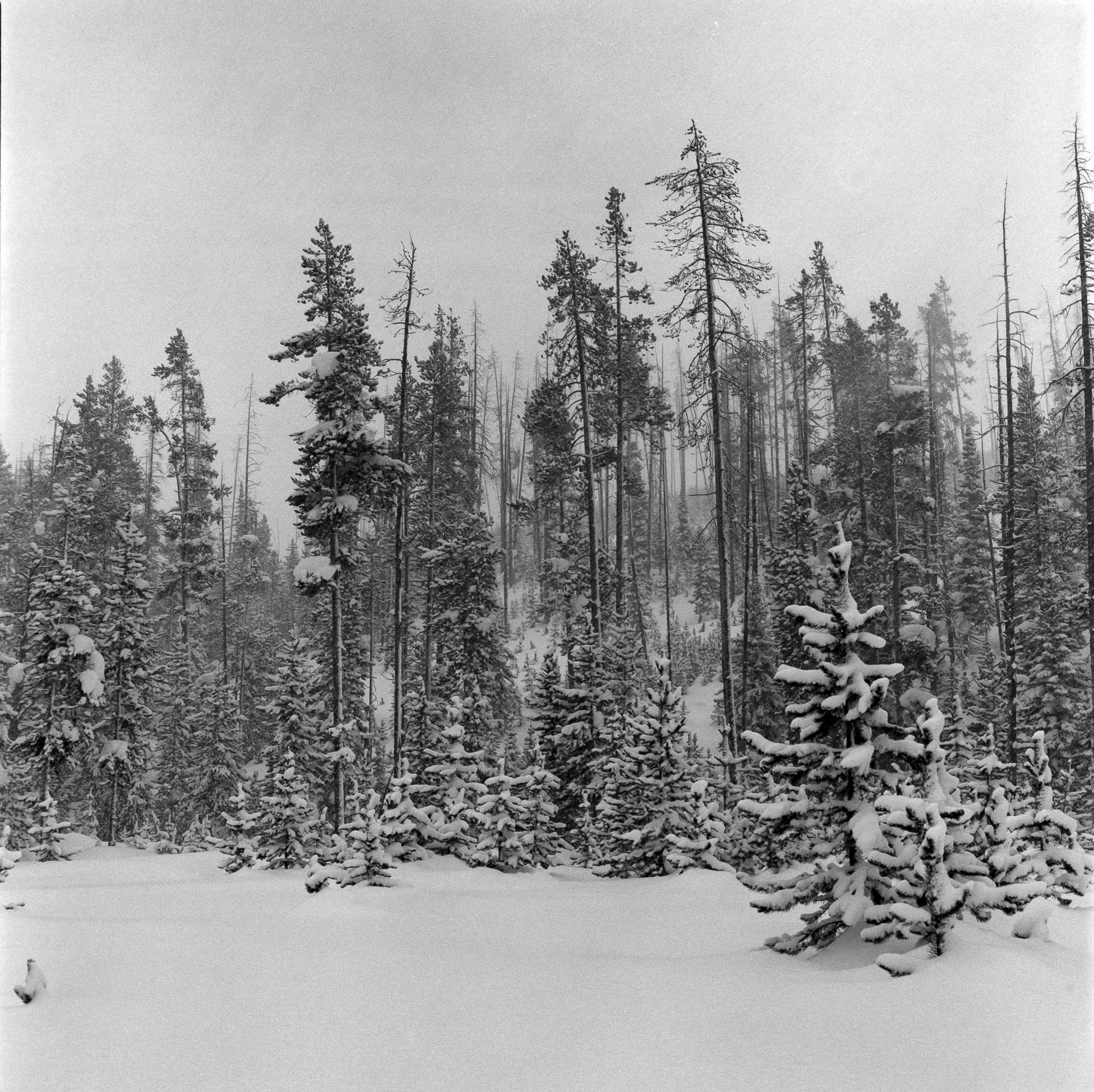 Snow Covered Trees in Montana