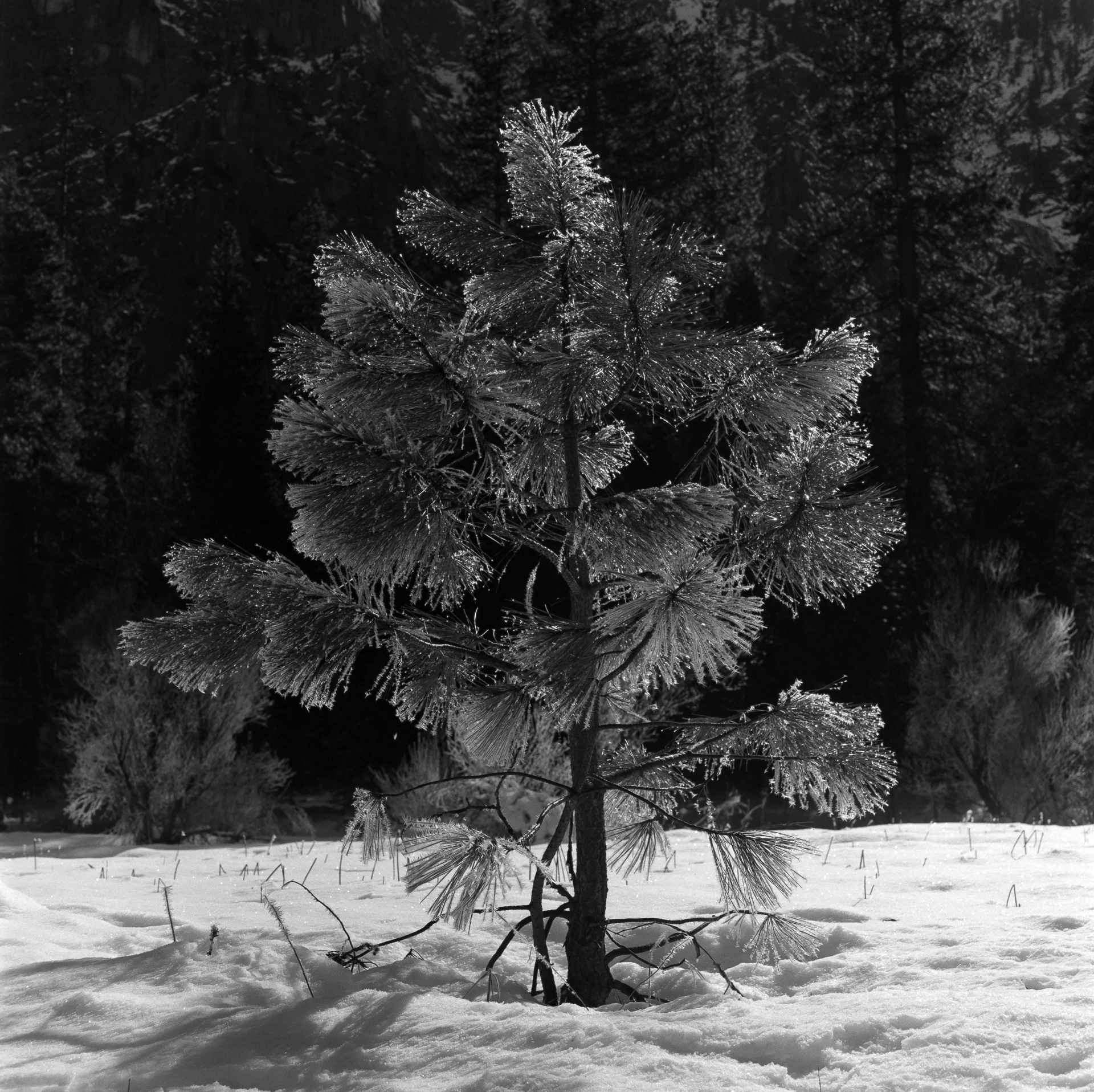 Frozen Pine Tree