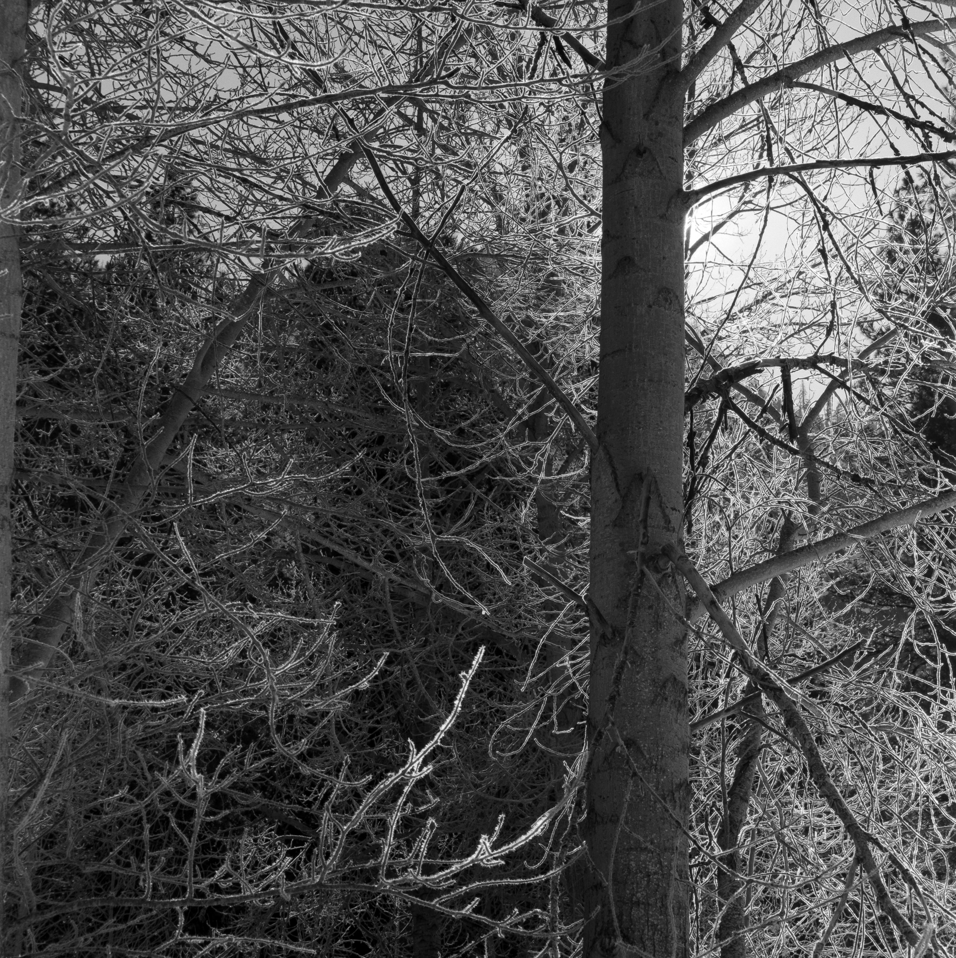 Frozen Tree in Yosemite Valley