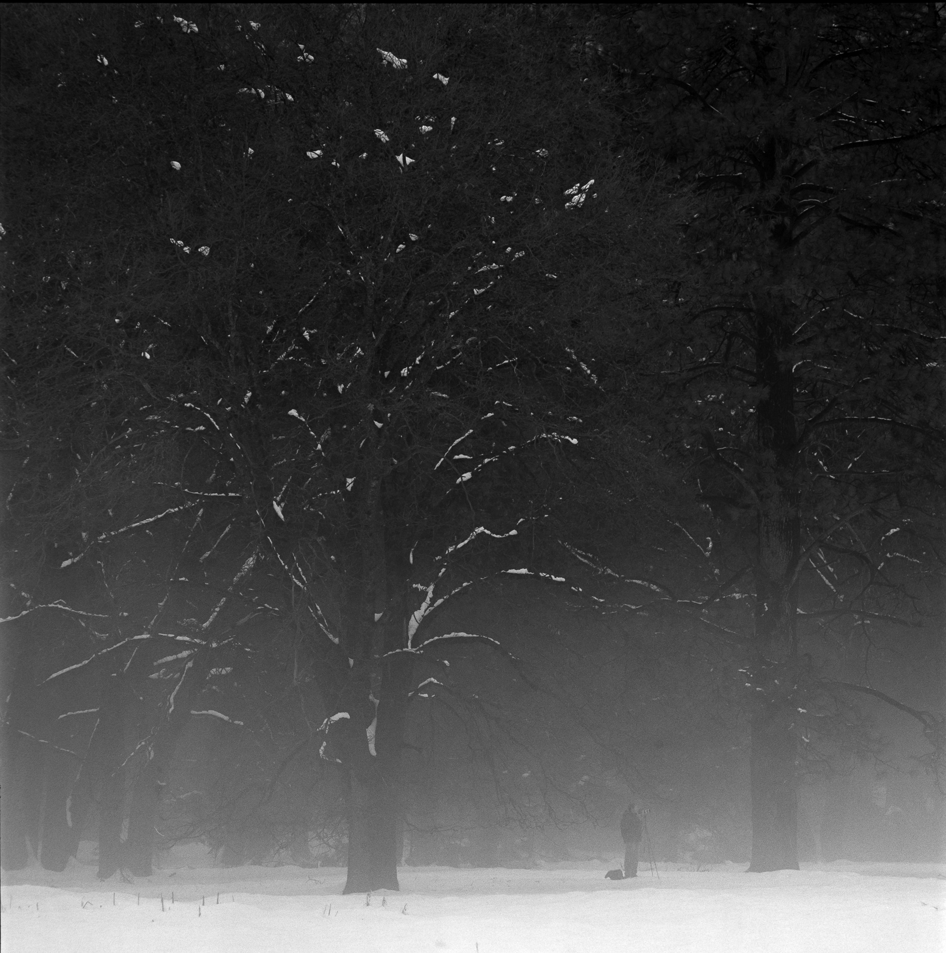 Yosemite Valley – Photographer in the Afternoon Fog