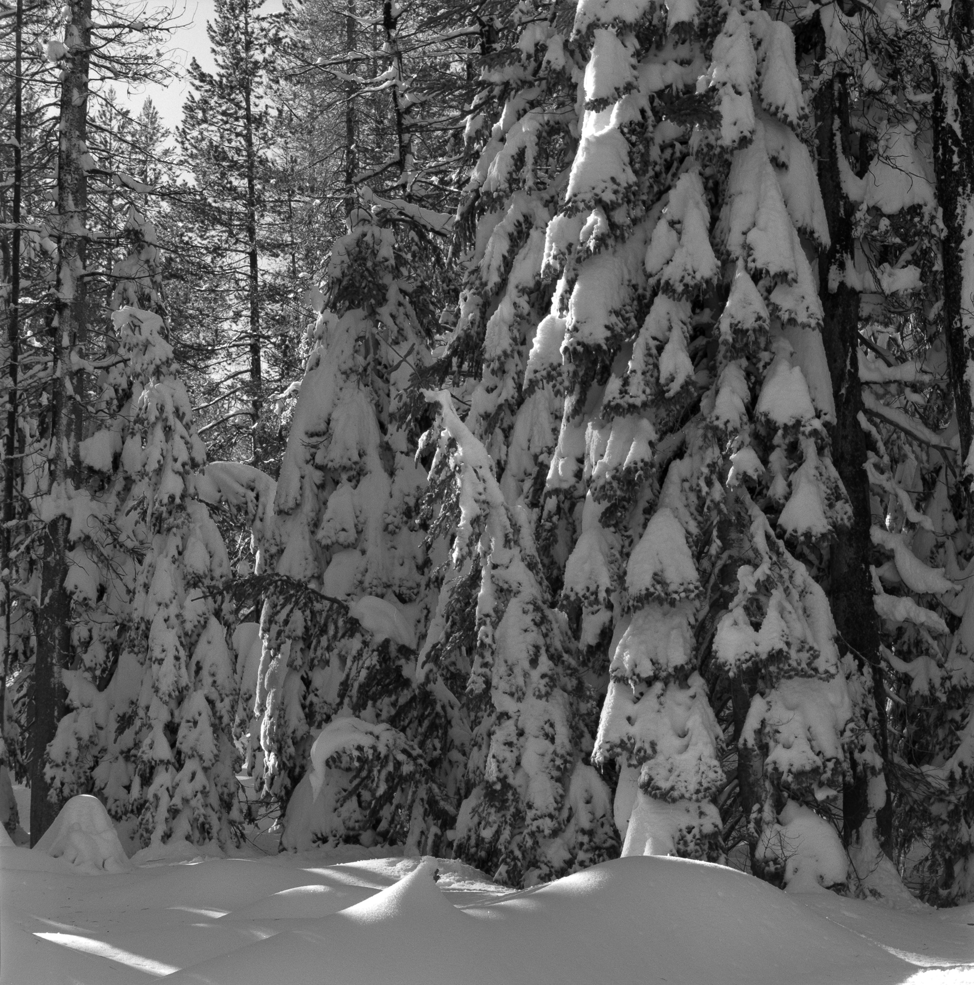 YNP: On the way to Dewey Point