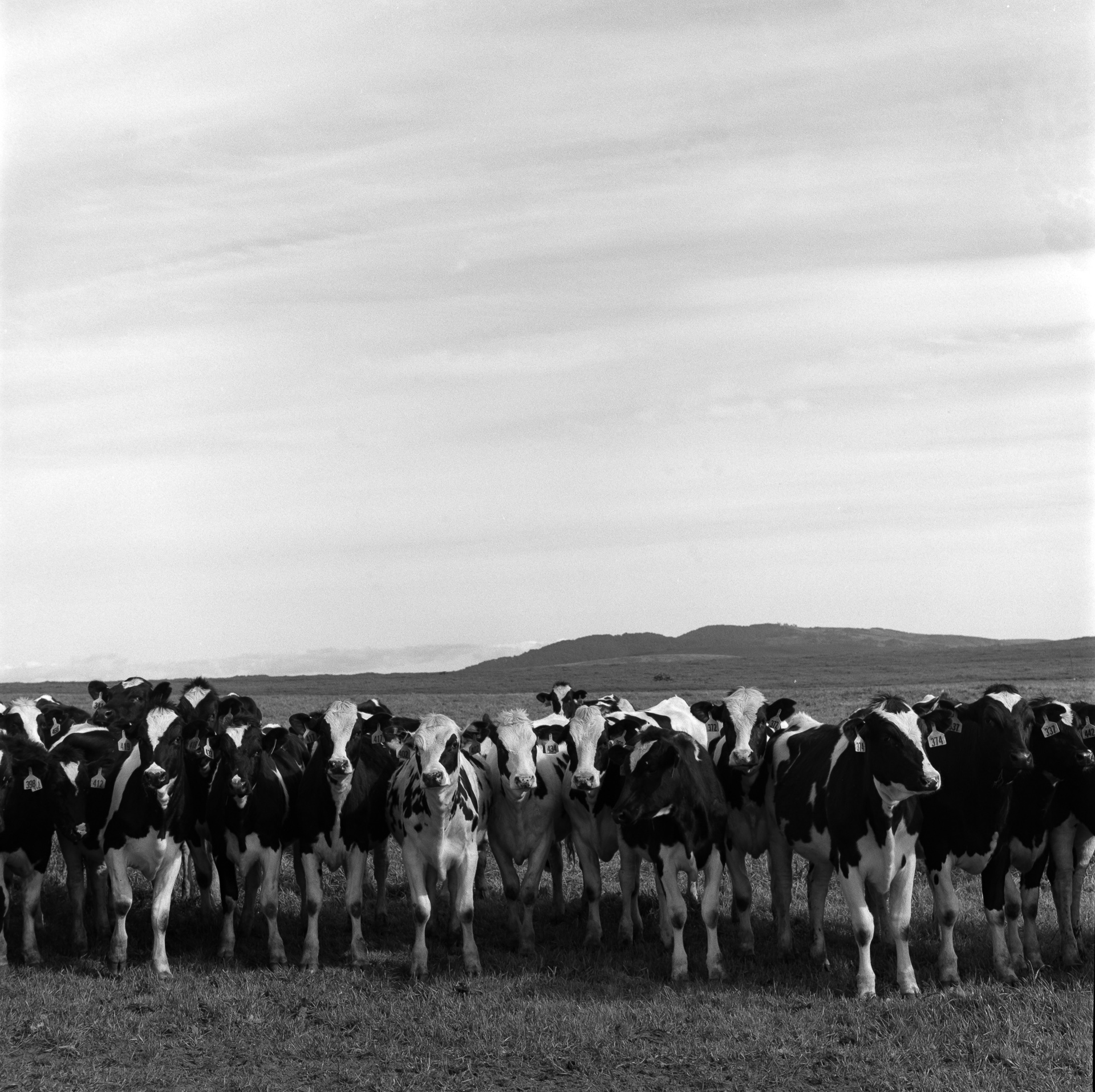 The Ladies of Clover-Stornetta Farms