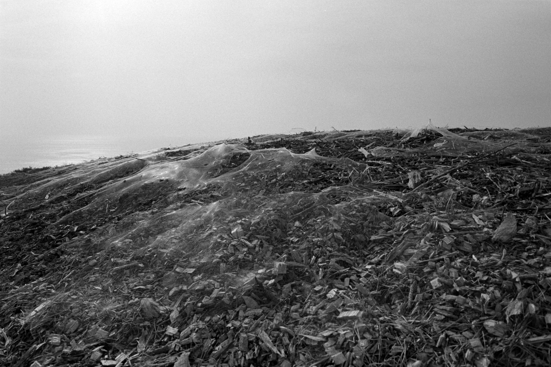 Fort Funston – Just South of San Francisco