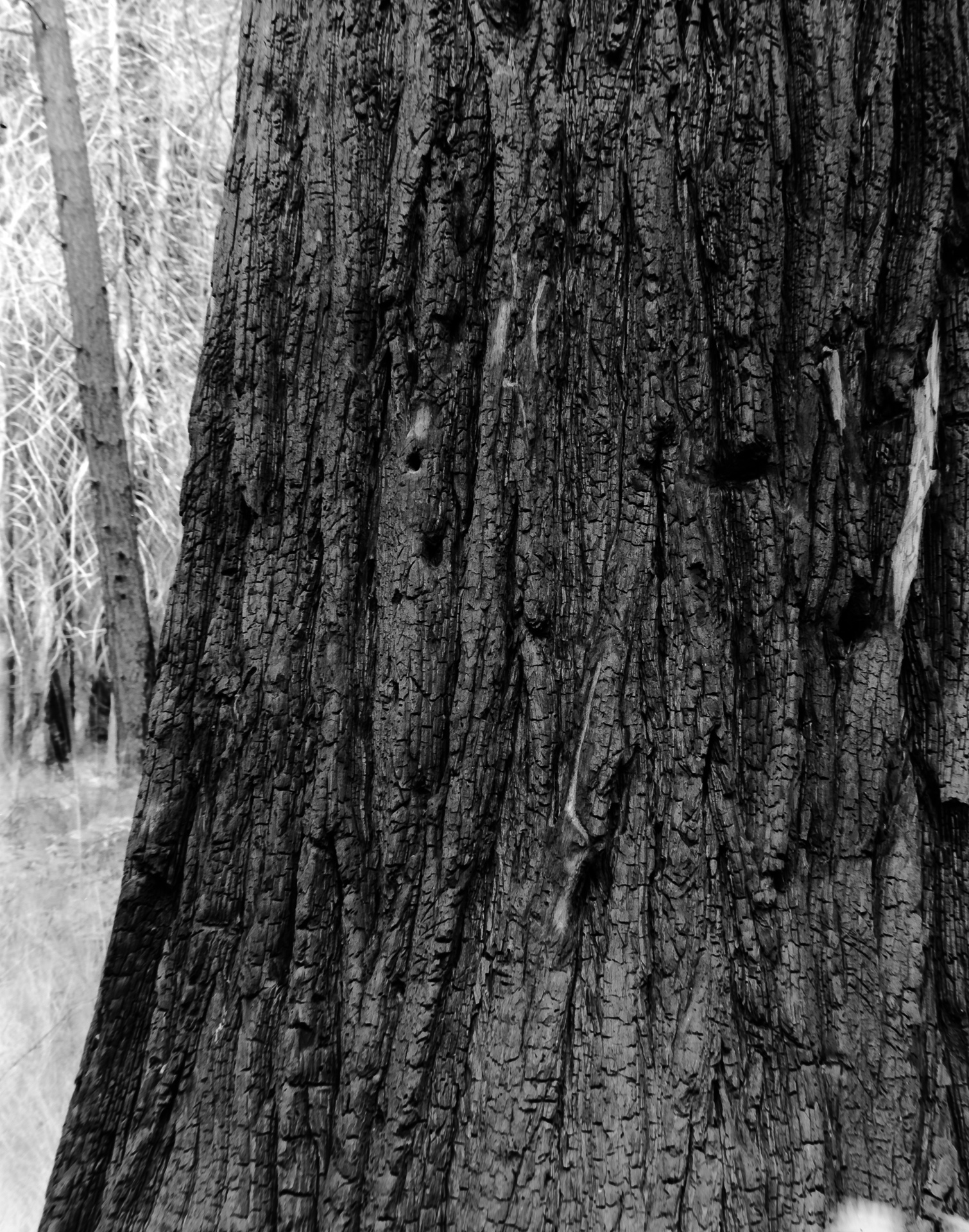 YNP: Burned Trees in the Valley