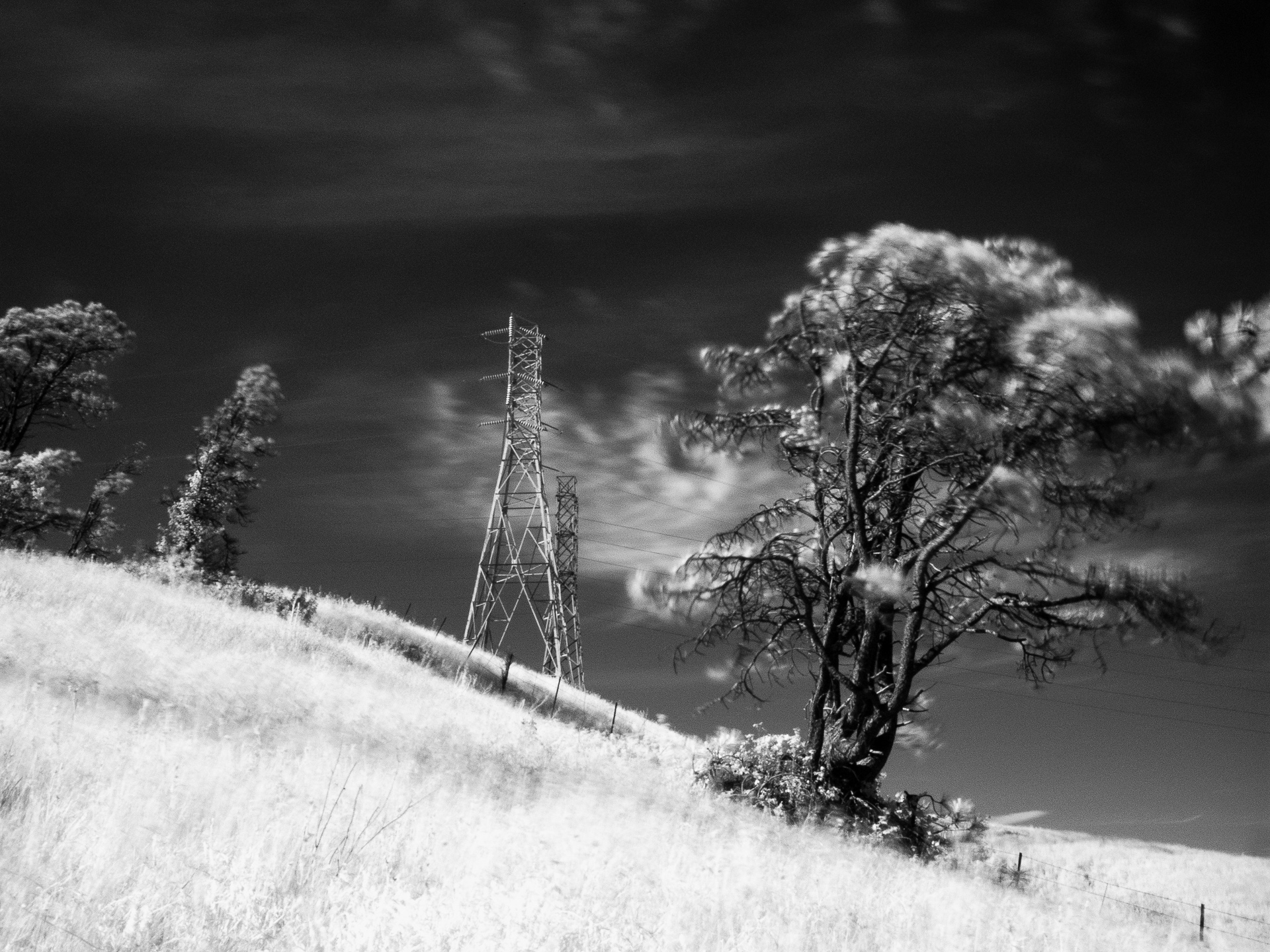 Above Berkeley CA: Tilden State Park