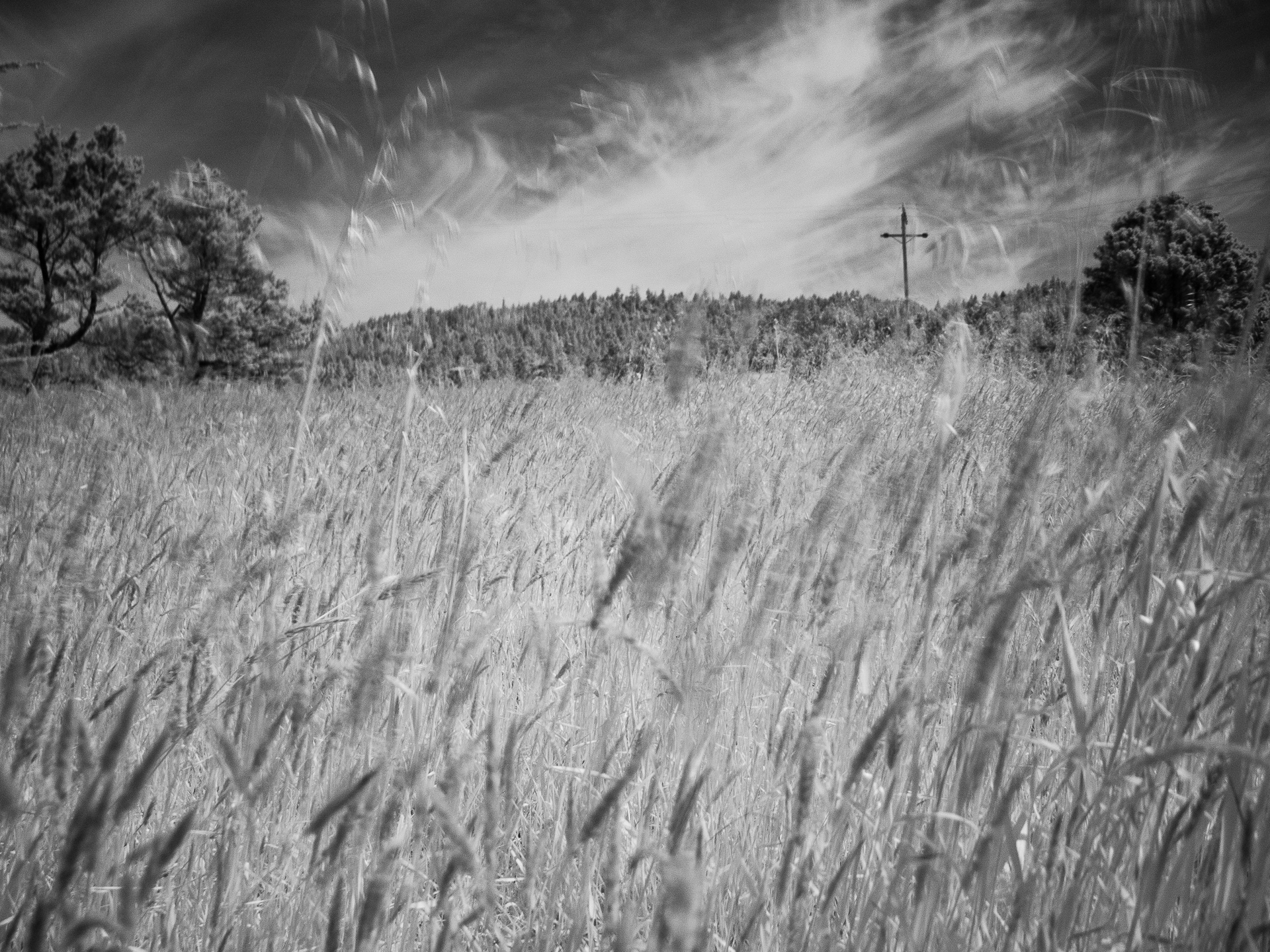 Field of Grass Near Fort Ross