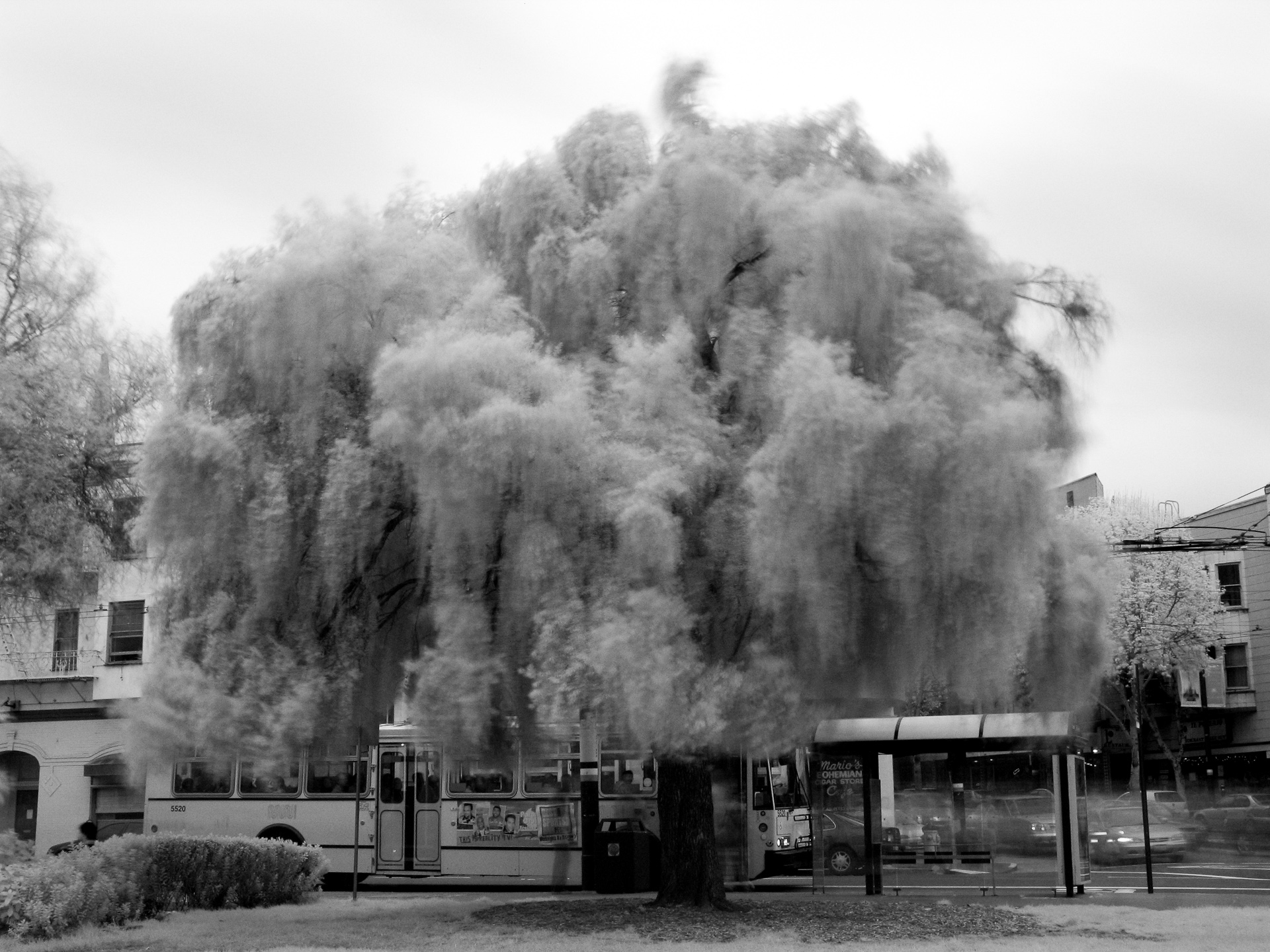 Weeping Willow – Washington Square Park