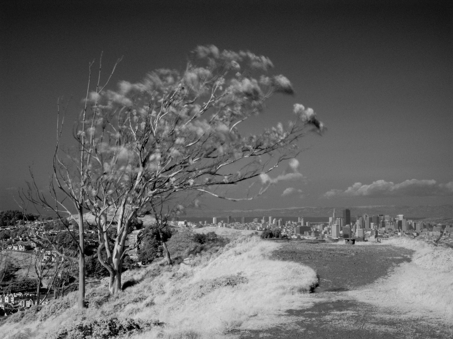 Wind Blown Tree – Mount Davidson